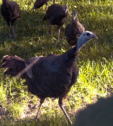 Turkey in Yard Cropped